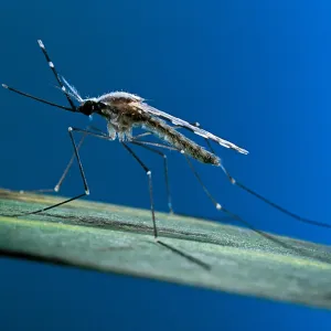 إنجاز سعودي جديد قد يحل مُعضلة مرض الملاريا.. تفاصيل