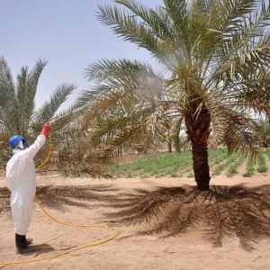 تعرفوا إلى وسائل حماية النخيل من «عنكبوت الغبار»؟