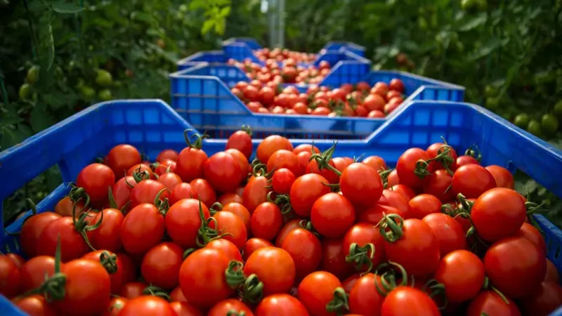 رغم الجفاف.. صادرات الطماطم المغربية نشهد ارتفاعا خلال الربع الأول من عام 2024