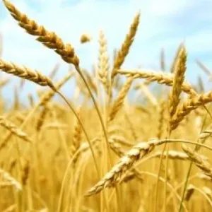 تونس تعرض إبرام اتفاق ثنائي مع روسيا لشراء الحبوب