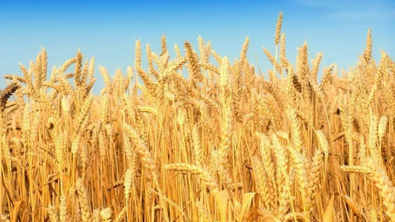محافظة القاهرة ترفع درجة الاستعداد لاستقبال القمح بالصوامع