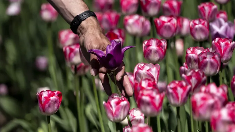 هولندا تتبرع بـ 100 ألف زهرة توليب لمدينة لفيف الأوكرانية