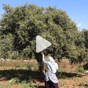 "شجرة الحياة" في المغرب.. يُستَخرج منها زيت الأركان الشهير وتواجهها عدة تحديات