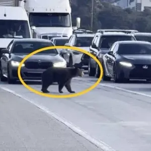 فيديو | مشهد صادم في كاليفورنيا.. دب يتجوّل بين السيارات