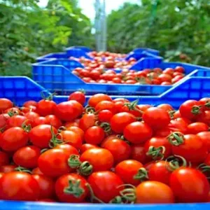 مفاجأة.. هذا هو ترتيب المغرب العالمي في تصدير الطماطم