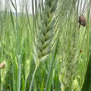 حشرة "السونا" تجتاح حقول القمح