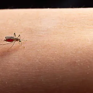 في اليوم العالمي للملاريا.. أعراض تؤكد إصابتك بالمرض (تحرك فورًا)