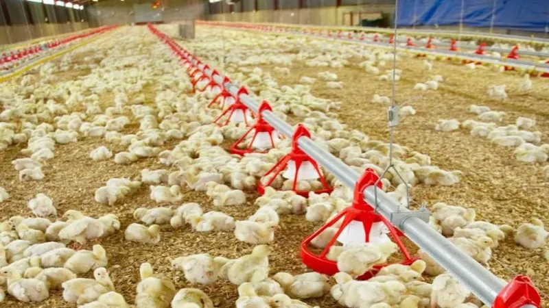 تفشي إنفلونزا الطيور في الماشية الأمريكية يُنذر بأزمة صحية عالمية قادمة