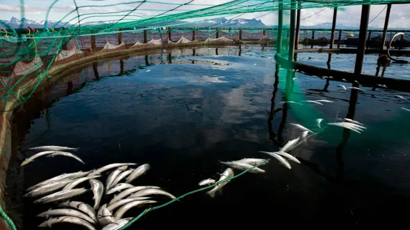 نفوق مبكر قياسي للسلمون النرويجي المستزرع ومخاوف بعد تصدير أسماك مصابة