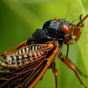 مليارات من حشرات الزيز تستعد لغزو الولايات المتحدة