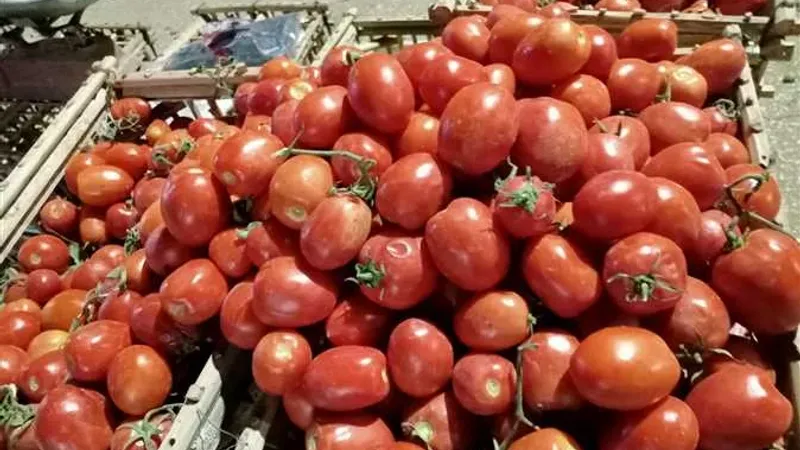 الطماطم بـ9 والبامية بـ47 جنيهًا.. سعر الخضروات بالأسواق اليوم الجمعة 3 مايو 2024