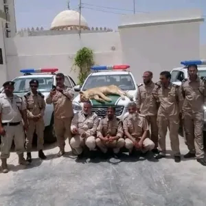 قتل أسد يثير غضب الليبيين.. والشرطة توضح السبب
