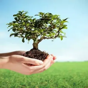زراعة 49 مليون شجرة