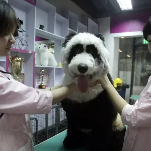 حديقة حيوانات صينية تُواجه انتقادات واسعة بعد عرض كلاب مصبوغة بالأبيض والأسود بدلًا من الباندا