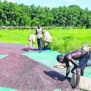 مزارعو الكاكاو في غانا يلجأون الى تهريب محاصيلهم وبيعها خارج البلاد نظرا لتراجع العملة