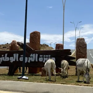 "الحيوانات السائبة" تؤرّق سكّان محافظة القرى ومستخدمي الطريق العام