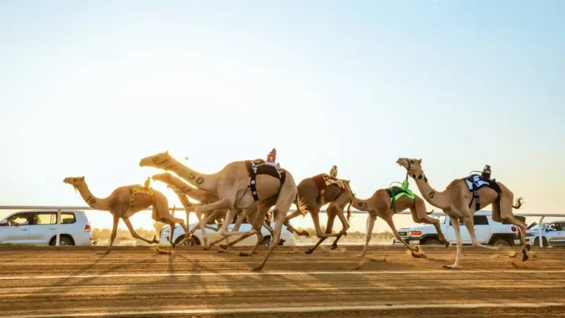 رقم قياسي جديد.. 21.637 مطية في مهرجان ولي العهد للهجن