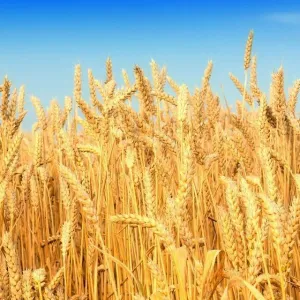 محافظة القاهرة ترفع درجة الاستعداد لاستقبال القمح بالصوامع