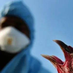 بعد تسجيل أول وفاة بمتحور إنفلونزا الطيور.. 7 أعراض تدل على الإصابة به