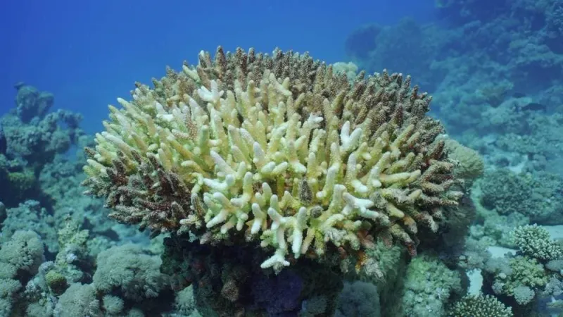 مع بلوغ حرارة المحيطات مستوى قياسياً.. مصير مؤلم ينتظر الشعب المرجانية