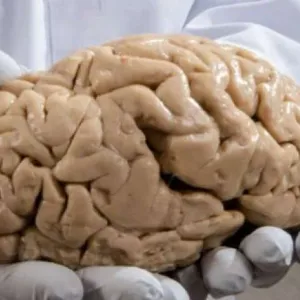 تقنية غريبة قد تساعدك على العيش للأبد..كيف نجح الصينيون في تجميد المخ؟