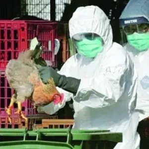 تحذيرات دولية من سلالات جديدة من إنفلونزا الطيور
