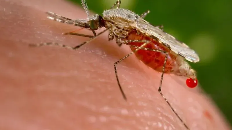 في اليوم العالمي للملاريا، خبراء يحذرون من زيادة انتشارالمرض بسبب التغير المناخي
