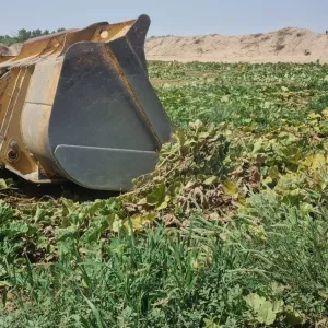 إزالة 4 مزارع في مكة تُسقى بمياه الصرف الصحي على مساحة 70 ألف متر مربع