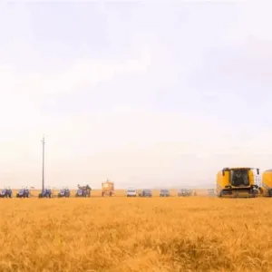 موسم الحبوب الذهبية.. كربلاء تبدأ حصاد وتسويق الحنطة (صور)