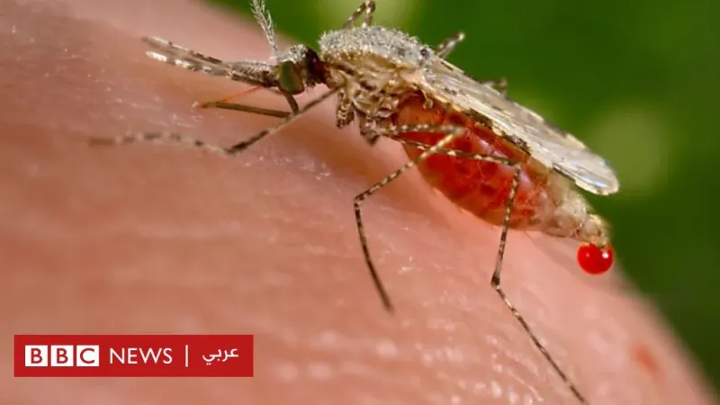 الملاريا: في اليوم العالمي للمرض، خبراء يحذرون من زيادة الإصابات به بسبب التغير المناخي - BBC News عربي