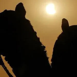 لماذا تهيج بعض الحيوانات أثناء كسوف الشمس؟