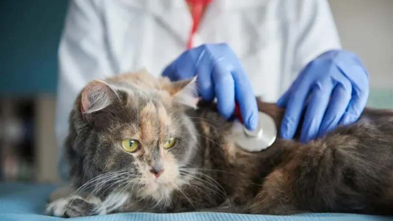 يحتجز جثة قطة رهينة لتحصيل تكاليف علاجها