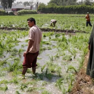 اليونان تستقدم عمالاً مصريين في مجال الزراعة