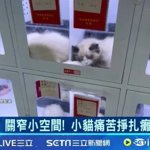 "ماكينة بيع الحيوانات الأليفة" تثير غضباً عارماً في الصين