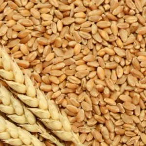 تونس تطرح مناقصة لشراء 100 ألف طن من القمح اللين