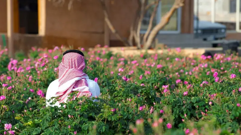 ريف السعودية: 960 مليونًا حجم إنتاج الورد في 2023