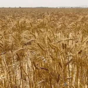 250 طنًّا كمية إنتاج القمح بمحافظة البريمي