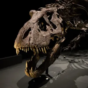اكتشاف ديناصور متحجر يحتفظ بآخر وجبة تناولها