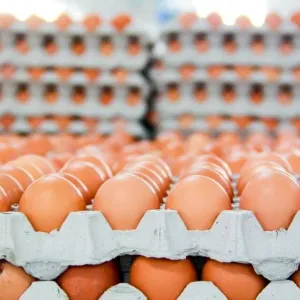 شعبة بيض المائدة: الأسعار لن ترتفع في شم النسيم.. وهذه تكلفة الكرتونة للمستهلك
