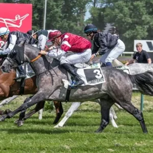 كأس الوثبة.. 10 خيول تتنافس في بلجيكا الجمعة