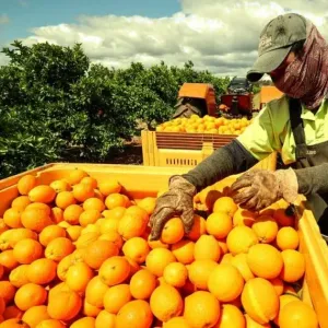 الأسعار القياسية تُعكّر مذاق عصير البرتقال في فلوريدا