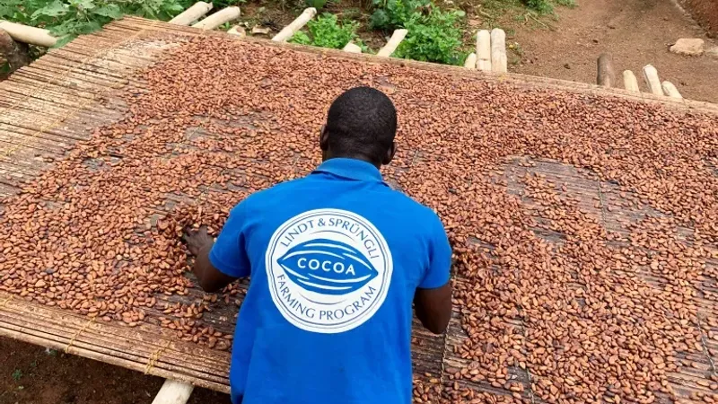 التهريب حيلة مزارعي الكاكاو في غانا أمام تدهور عملتهم