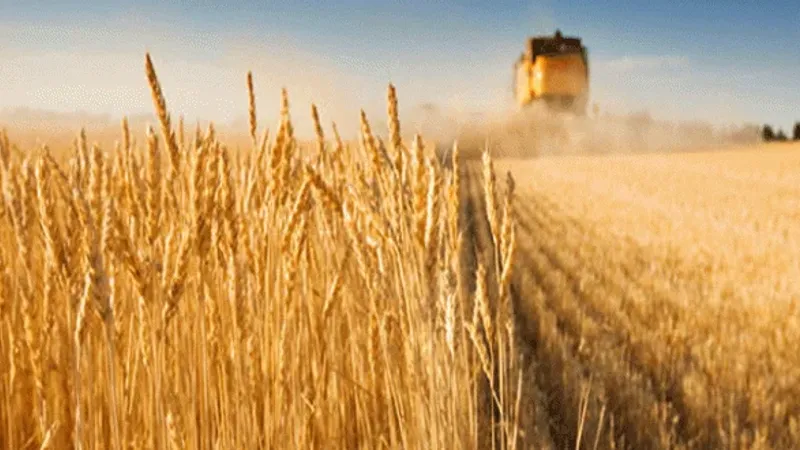تونس يمكنها تجميع 5ر5 مليون قنطار من الحبوب ونأمل في المحافظة على سعر القبول او الزيادة فيه