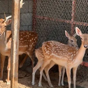 الأمن البيئي: ضبط 3 مخالفين لاقتنائهم وعرضهم كائنات فطرية مهددة بالانقراض في المنطقة الشرقية