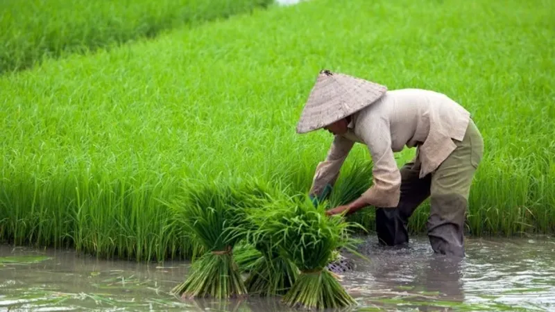 الأمطار الغزيرة تهدد محاصيل أكبر منتج ومستهلك للأرز في العالم