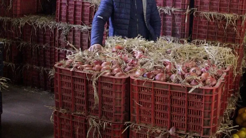 مصدرون مغاربة يترقبون استئناف تصدير البصل والبطاطس نحو دول إفريقيا