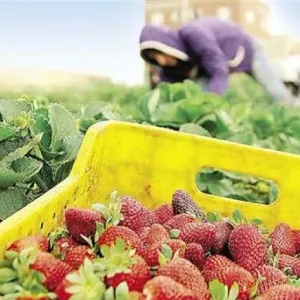 %19 ارتفاعا في صادرات مصر الزراعية خلال 9 أشهر.. خبير يوضح الأسباب