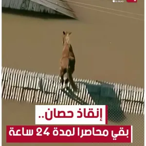 #البرازيل.. إنقاذ حصان بقي محاصرا لمدة 24 ساعة على سطح منزل بسبب الفيضانات...شاهدوا