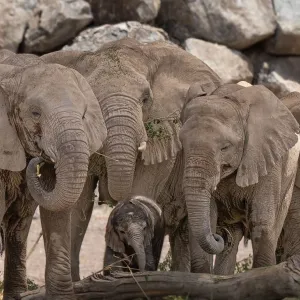سفاري الشارقة يستقبل ثاني مولود لفيل السافانا الأفريقي
