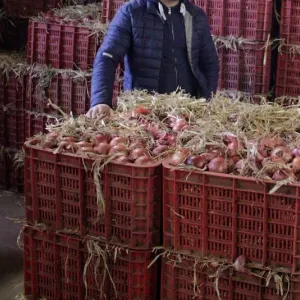 مصدرون مغاربة يترقبون استئناف تصدير البصل والبطاطس نحو دول إفريقيا